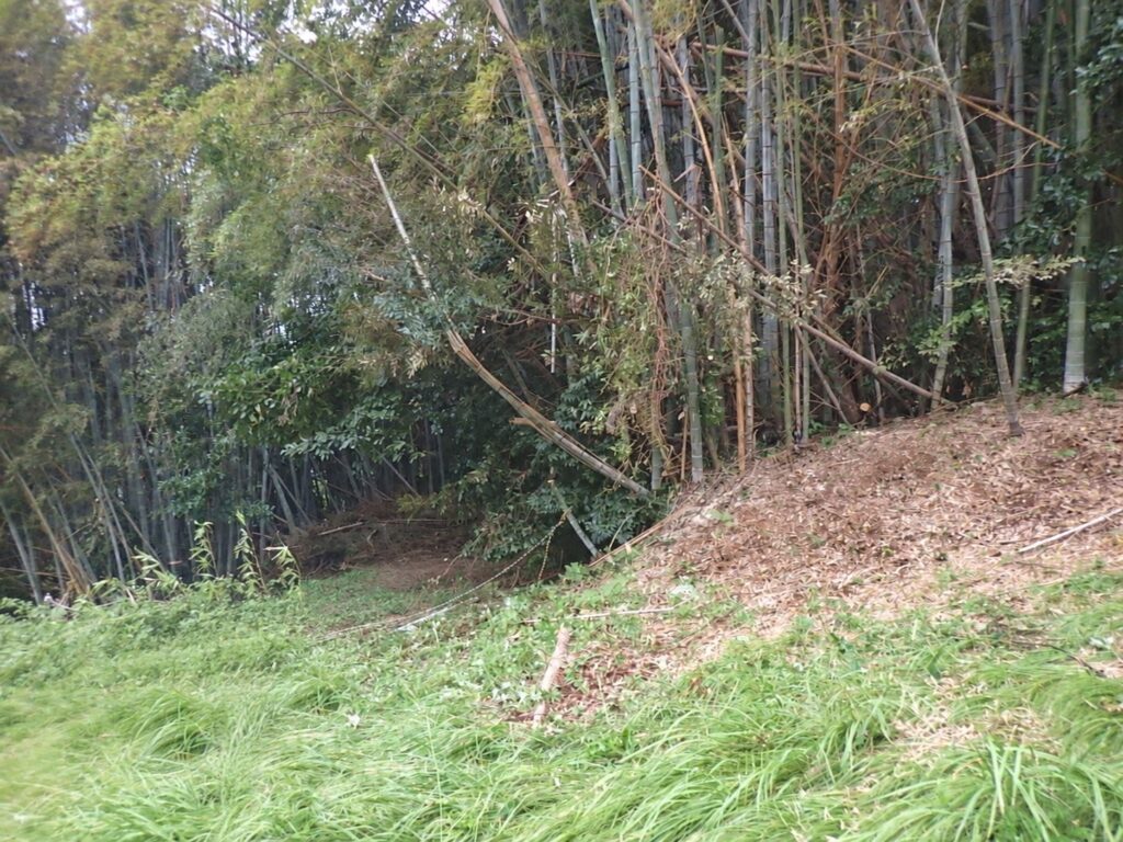 倒木撤去 完了の写真