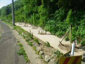 緑地帯 防草土 完了の写真