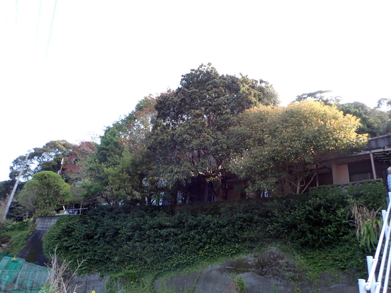 H様邸 剪定 着工前の写真