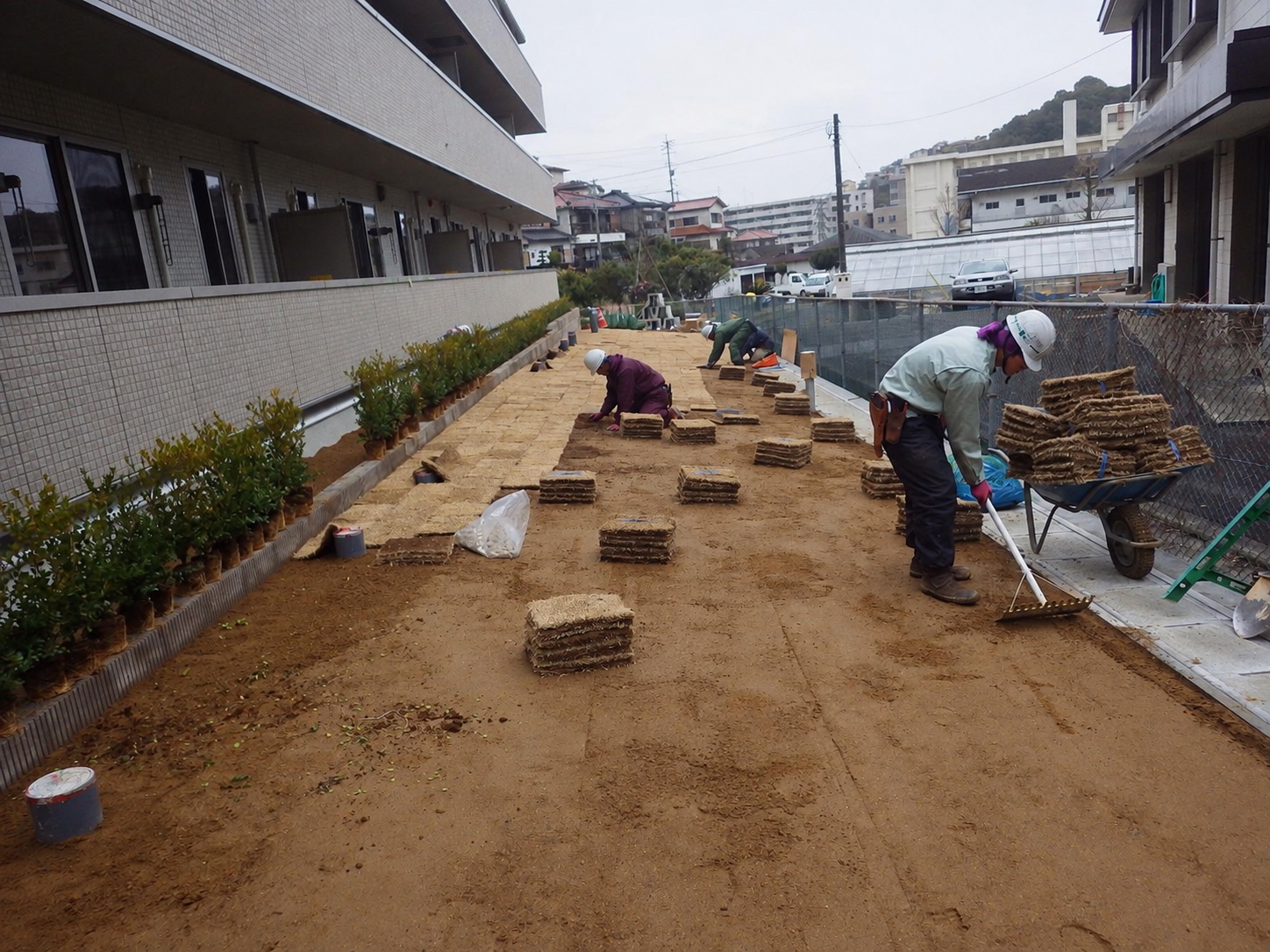 張り芝の作業風景|金子兄弟造園