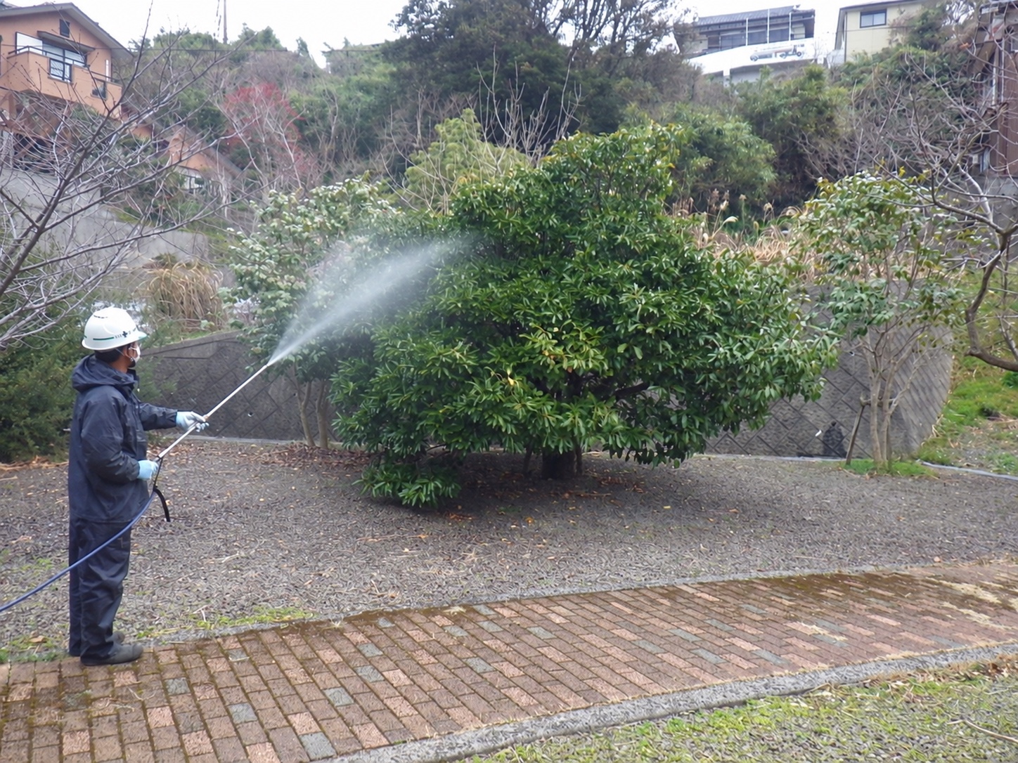 害虫駆除の作業風景|金子兄弟造園