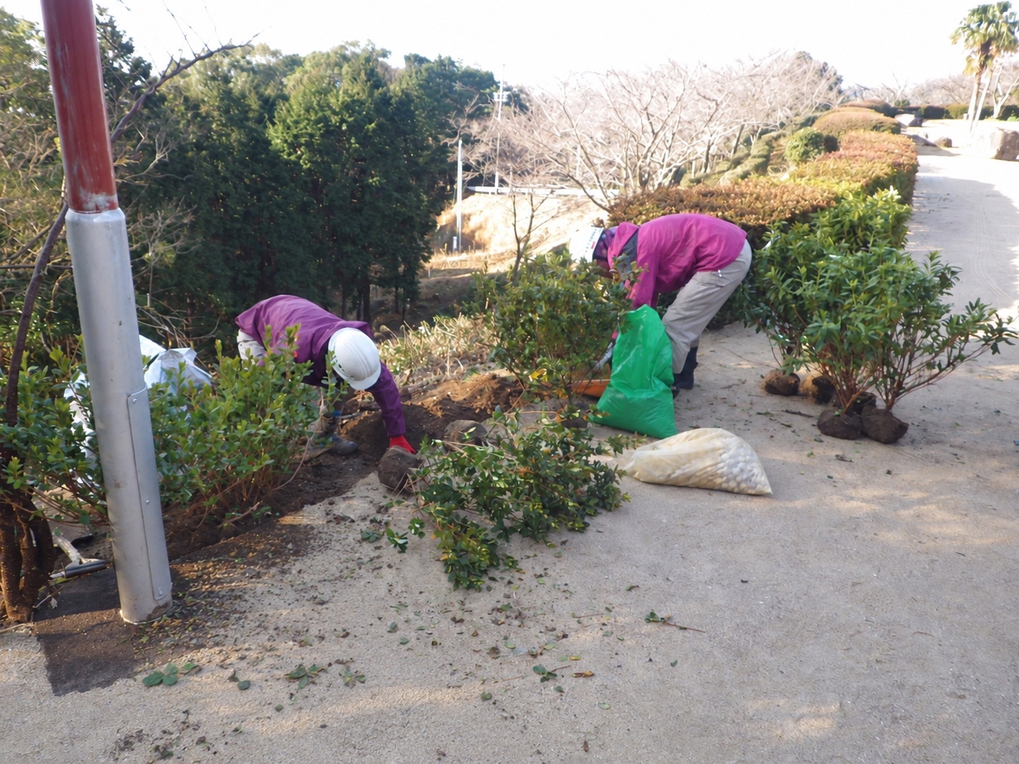 植栽の作業風景|金子兄弟造園