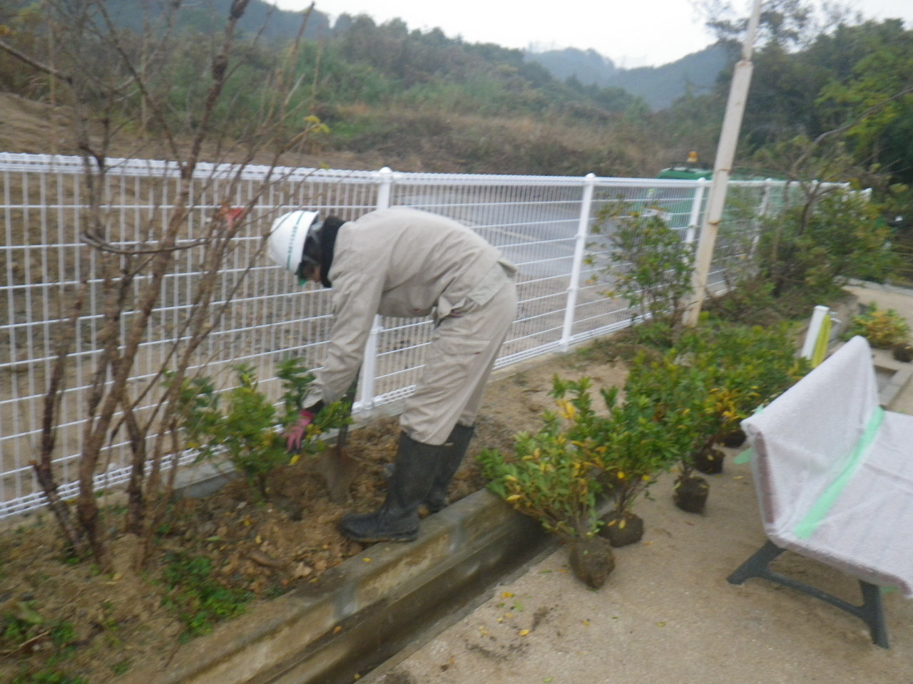 植栽の作業風景|金子兄弟造園
