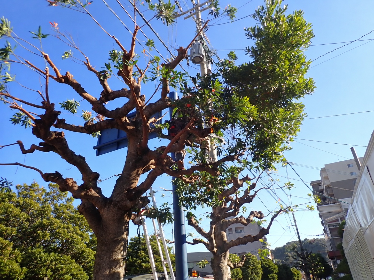 剪定の作業風景|金子兄弟造園