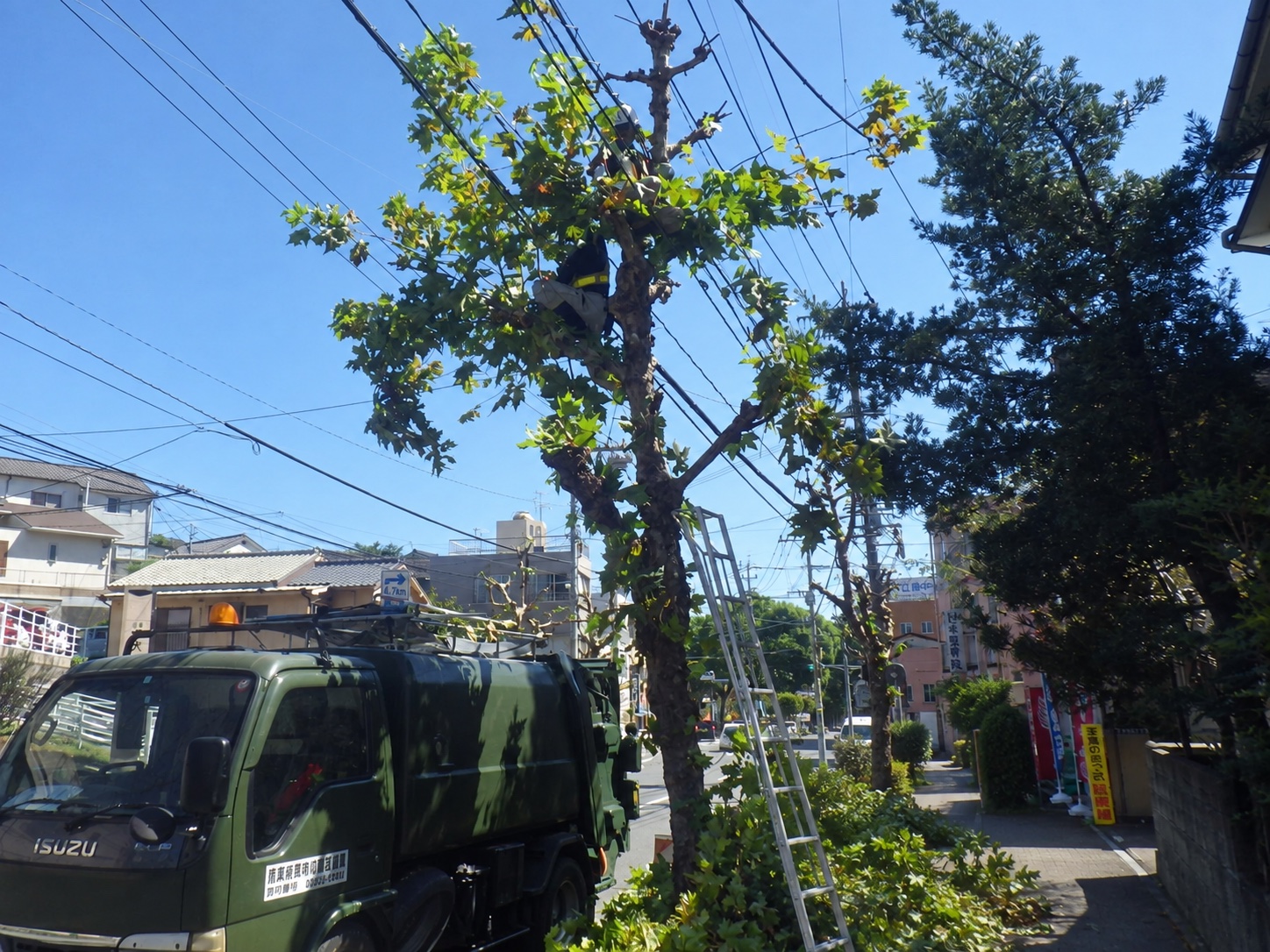 剪定の作業風景|金子兄弟造園
