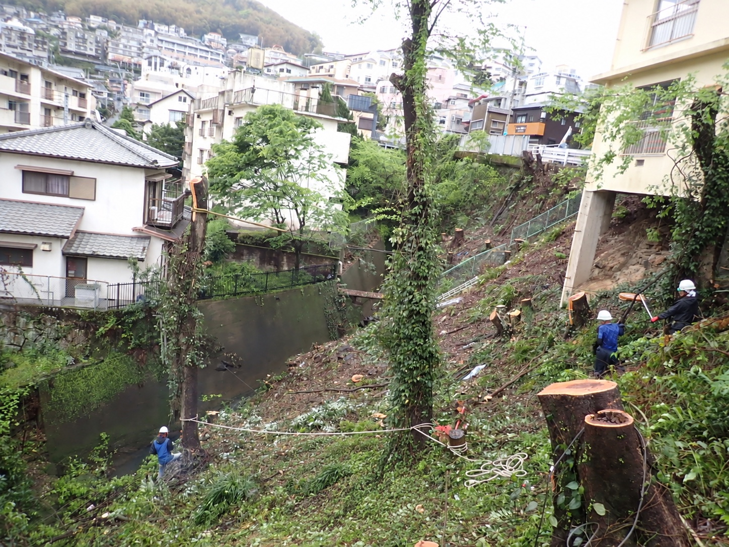 伐採の作業風景|金子兄弟造園