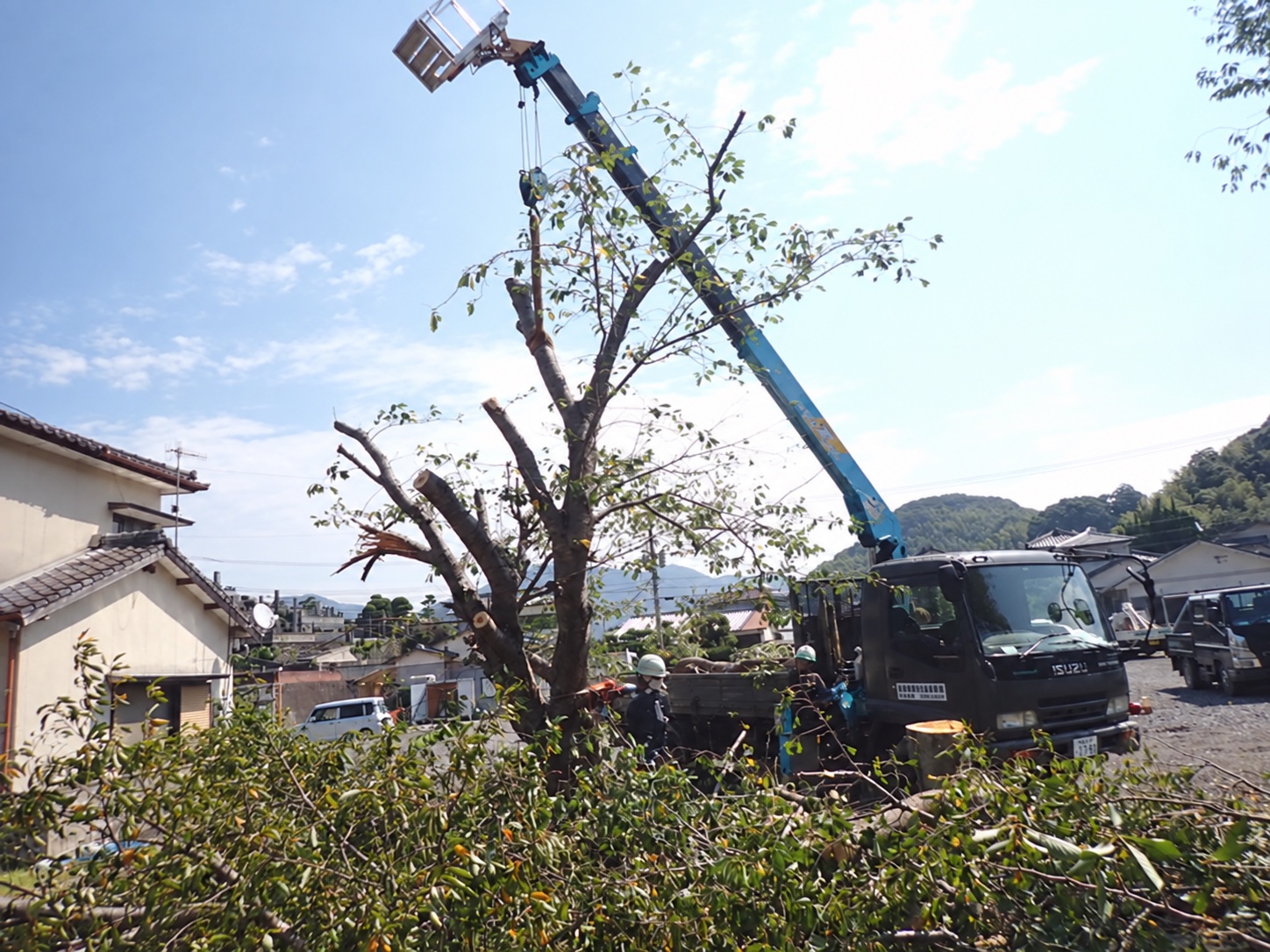 伐採の作業風景|金子兄弟造園