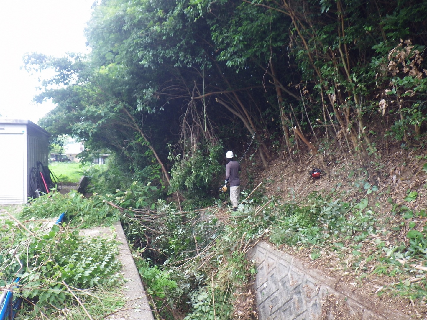 伐採の作業風景|金子兄弟造園