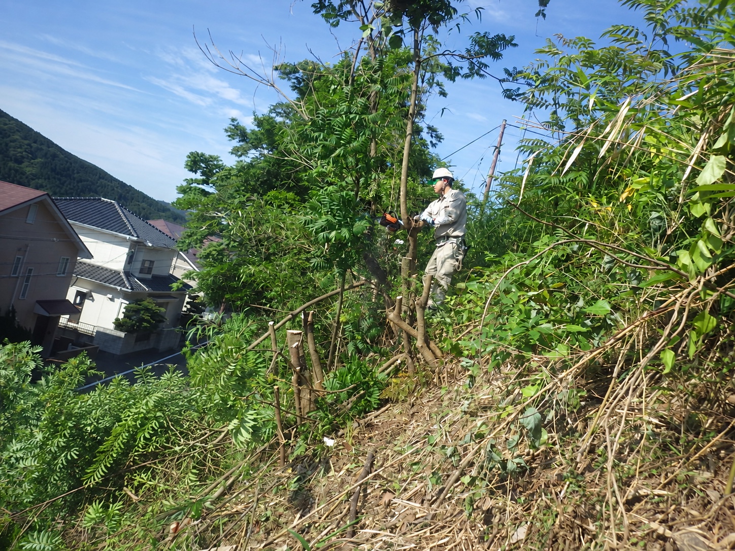 伐採の作業風景|金子兄弟造園