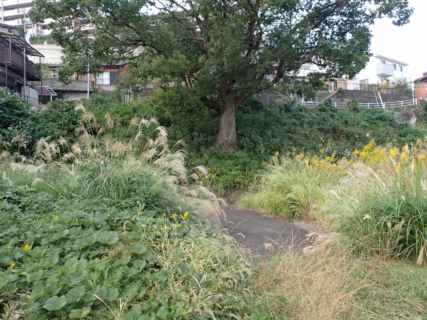 空き家敷地 除草 着工前の写真