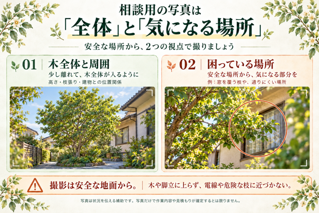 安全な地面から木全体と周囲、困っている場所を撮る相談用写真の説明図