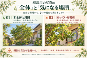 安全な地面から木全体と周囲、困っている場所を撮る相談用写真の説明図